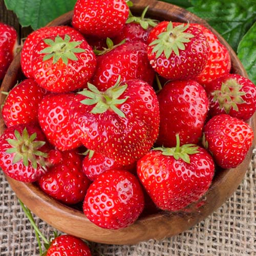 Клубника ремонтантная (крупноплодная) Флорентина (в упаковке 5 шт.) Клубника ремонтантная (крупноплодная) Флорентина (в упаковке 5 шт.)