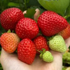 Клубника ремонтантная (крупноплодная) Хадемар (в упаковке 5 шт.)