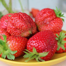 Клубника ремонтантная (крупноплодная) Королева Елизавета (в упаковке 5 шт.)