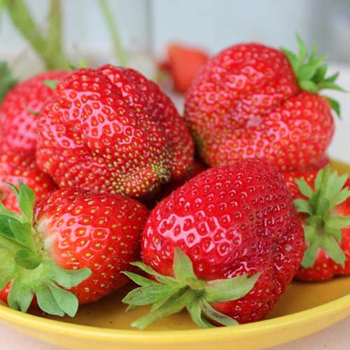 Клубника ремонтантная (крупноплодная) Королева Елизавета (в упаковке 5 шт.) Клубника ремонтантная (крупноплодная) Королева Елизавета (в упаковке 5 шт.)