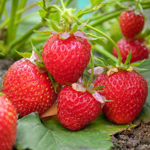 Клубника ремонтантная (крупноплодная) Королева Виктория (в упаковке 5 шт.) Клубника ремонтантная (крупноплодная) Королева Виктория (в упаковке 5 шт.)