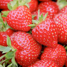 Клубника ремонтантная (крупноплодная) Маэстро (в упаковке 5 шт.)