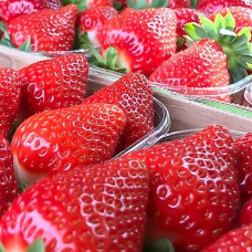 Клубника ремонтантная (крупноплодная) Мальга (в упаковке 5 шт.)