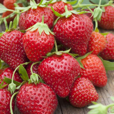 Клубника ремонтантная (крупноплодная) Мара Де Буа (в упаковке 5 шт.)