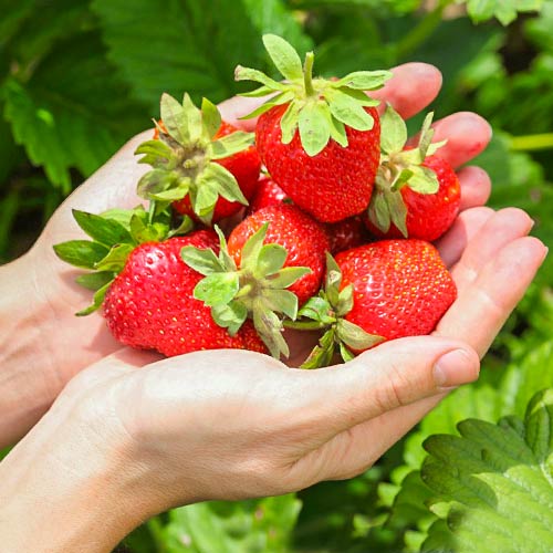 Клубника ремонтантная (крупноплодная) Монтерей (в упаковке 5 шт.) Клубника ремонтантная (крупноплодная) Монтерей (в упаковке 5 шт.)