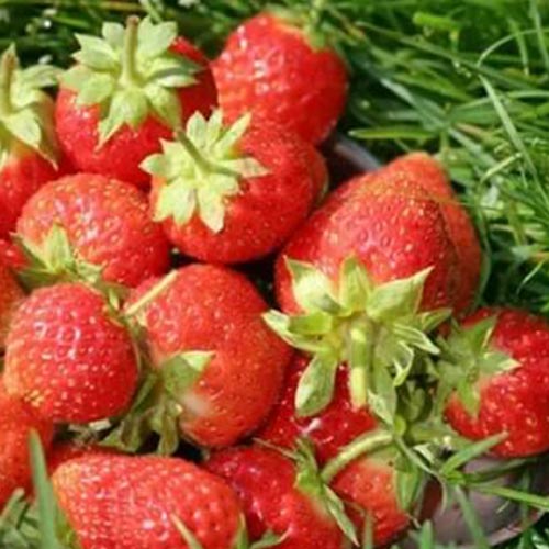 Клубника ремонтантная (крупноплодная) Остара (в упаковке 5 шт.) Клубника ремонтантная (крупноплодная) Остара (в упаковке 5 шт.)