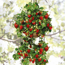 Клубника ремонтантная (крупноплодная) Подвесная (в упаковке 5 шт.)