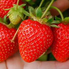 Клубника ремонтантная (крупноплодная) Портола (в упаковке 5 шт.)