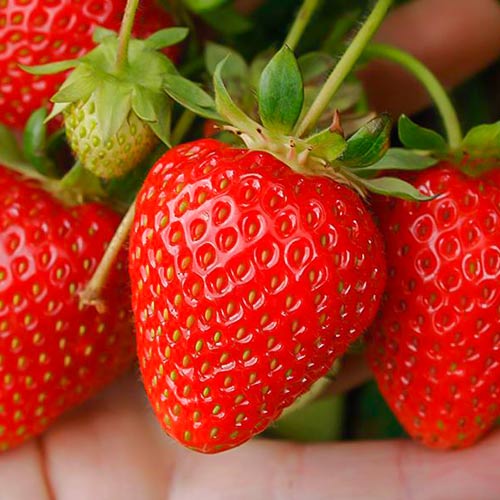 Клубника ремонтантная (крупноплодная) Портола (в упаковке 5 шт.) Клубника ремонтантная (крупноплодная) Портола (в упаковке 5 шт.)