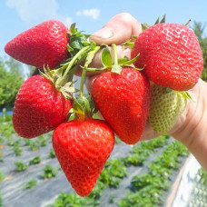 Клубника ремонтантная (крупноплодная) Сан Андреас (в упаковке 5 шт.)