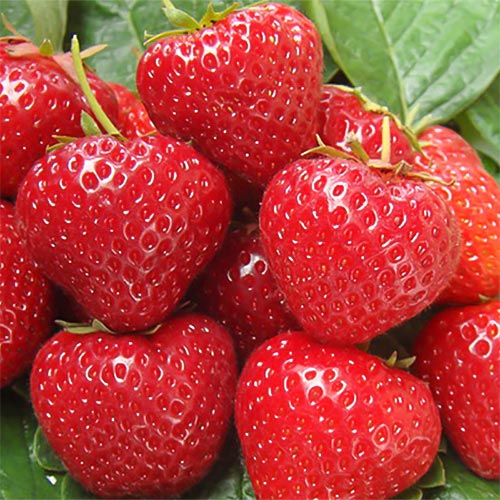 Клубника ремонтантная (крупноплодная) Сельва (в упаковке 5 шт.) Клубника ремонтантная (крупноплодная) Сельва (в упаковке 5 шт.)