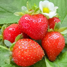 Клубника ремонтантная (крупноплодная) Свит Эви (в упаковке 5 шт.)