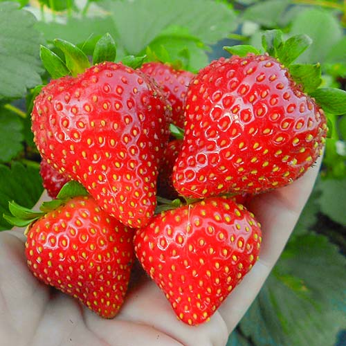 Клубника ремонтантная (крупноплодная) Вима Рина (в упаковке 5 шт.) Клубника ремонтантная (крупноплодная) Вима Рина (в упаковке 5 шт.)