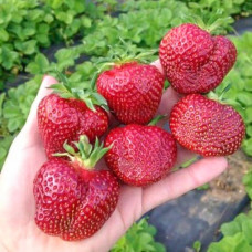 Клубника (крупноплодная) Вивальди (в упаковке 5 шт.)