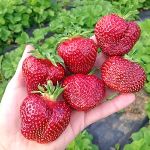 Клубника (крупноплодная) Вивальди (в упаковке 5 шт.) Клубника (крупноплодная) Вивальди (в упаковке 5 шт.)