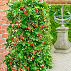 Клубника ремонтантная (крупноплодная) Вьющаяся (в упаковке 5 шт.)