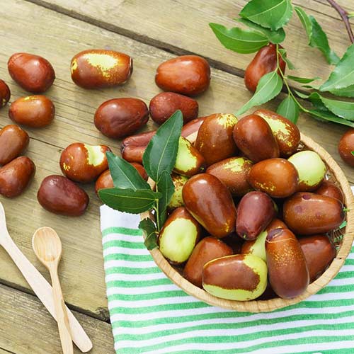 Зизифус Конфетный Зизифус Конфетный