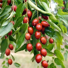 Зизифус Конфетный