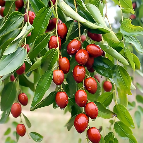 Зизифус Конфетный Зизифус Конфетный