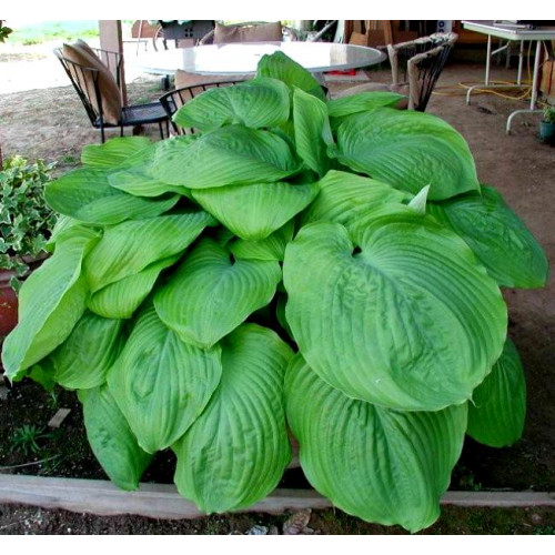 Хоста Jurassic Park (Джурасик Парк) XL Хоста Jurassic Park (Джурасик Парк) XL