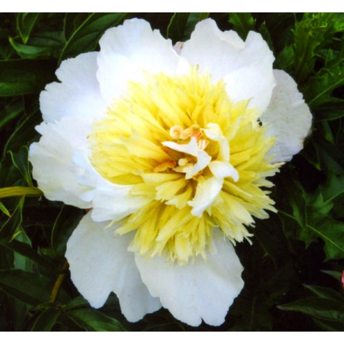 Пион Honey Gold (Ханей Голд) Пион Honey Gold (Ханей Голд)