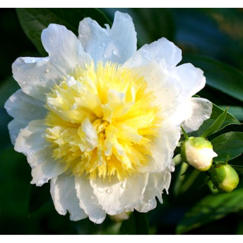 Пион Honey Gold (Ханей Голд) Пион Honey Gold (Ханей Голд)