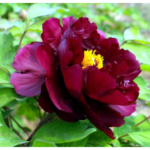 Пион Black Beauty (Блэк Бьюти) Пион Black Beauty (Блэк Бьюти)