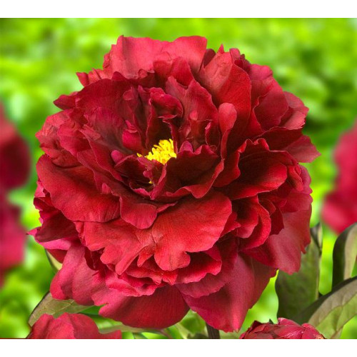 Пион Black Beauty (Блэк Бьюти) Пион Black Beauty (Блэк Бьюти)