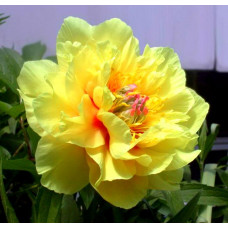 Пион Garden Treasure (Гарден Треже)