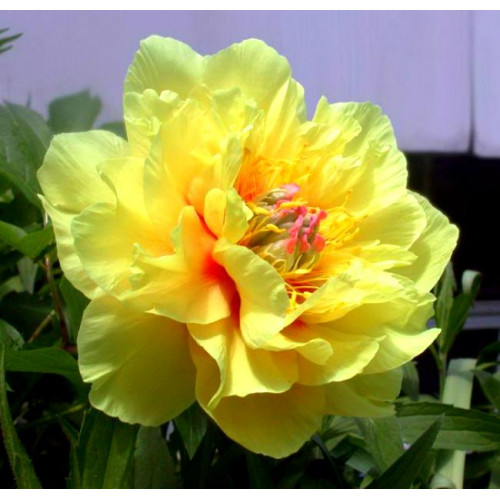 Пион Garden Treasure (Гарден Треже) Пион Garden Treasure (Гарден Треже)