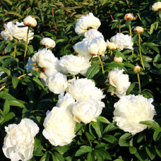 Пион Elsa Sass (Эльза Сасс)