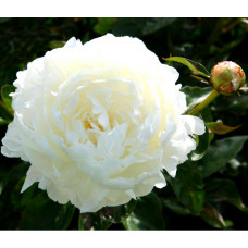 Пион Elsa Sass (Эльза Сасс)