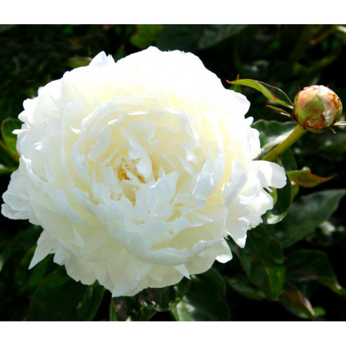 Пион Elsa Sass (Эльза Сасс) Пион Elsa Sass (Эльза Сасс)