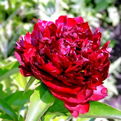 Пион Highlight (Хайлайт) Пион Highlight (Хайлайт)