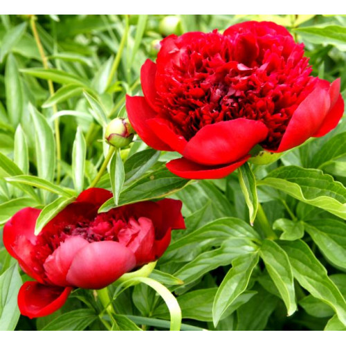 Пион Red Charm (Ред Шарм) Пион Red Charm (Ред Шарм)