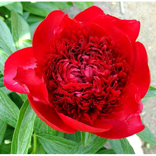 Пион Red Charm (Ред Шарм) Пион Red Charm (Ред Шарм)