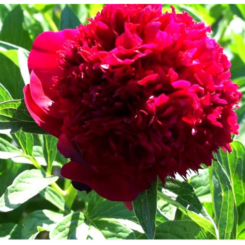 Пион Red Charm (Ред Шарм) Пион Red Charm (Ред Шарм)