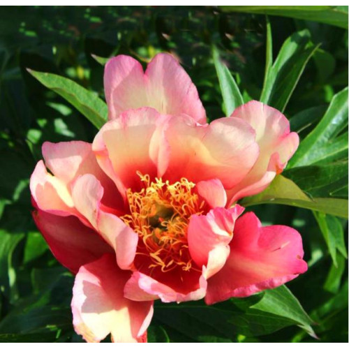 Пион Julia Rose (Джулия Роуз) Пион Julia Rose (Джулия Роуз)