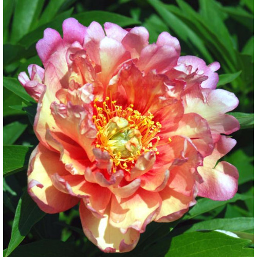 Пион Julia Rose (Джулия Роуз) Пион Julia Rose (Джулия Роуз)