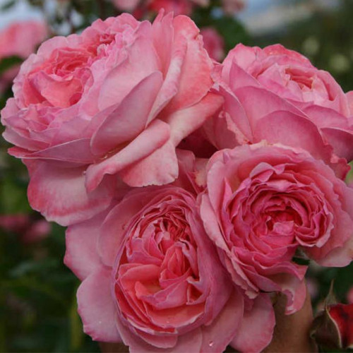 Роза шраб Кёльнер Флора (Kolner Flora) Роза шраб Кёльнер Флора (Kolner Flora)