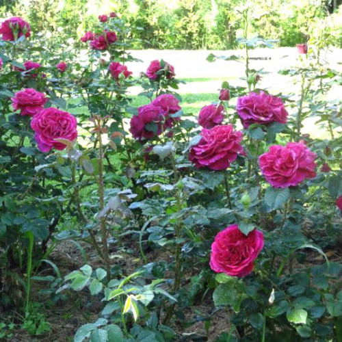 Роза английская кустовая Фишерман Френд (Fisherman's Friend) Роза английская кустовая Фишерман Френд (Fisherman's Friend)