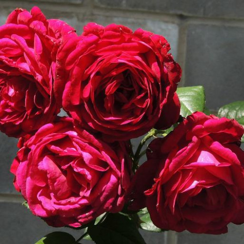 Роза английская кустовая Фишерман Френд (Fisherman's Friend) Роза английская кустовая Фишерман Френд (Fisherman's Friend)