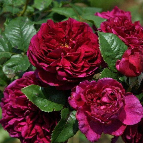 Роза английская кустовая Фишерман Френд (Fisherman's Friend) Роза английская кустовая Фишерман Френд (Fisherman's Friend)