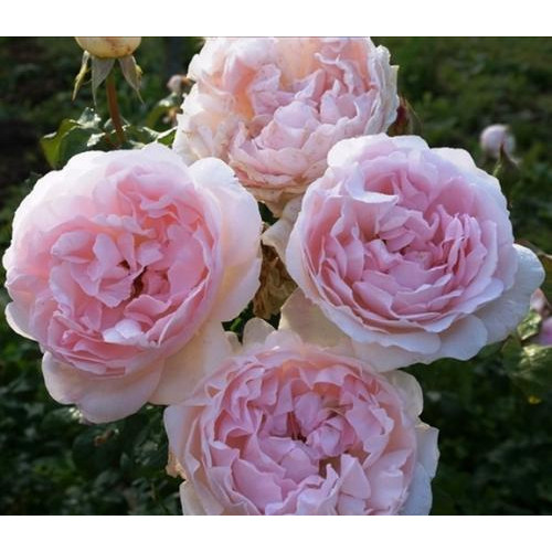 Роза английская кустовая Шарифа Асма (Sharifa Asma) Роза английская кустовая Шарифа Асма (Sharifa Asma)