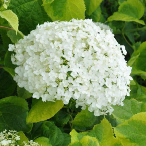 Гортензия древовидная Golden Annabelle (Голден Анабель) Гортензия древовидная Golden Annabelle (Голден Анабель)