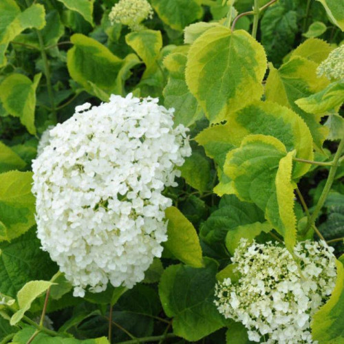 Гортензия древовидная Golden Annabelle (Голден Анабель) Гортензия древовидная Golden Annabelle (Голден Анабель)