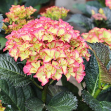 Гортензия крупнолистная Red Angel