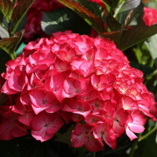 Гортензия крупнолистная Red Angel