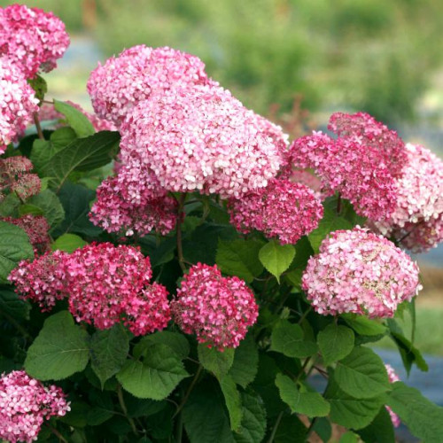 Гортензия древовидная Pink Annabelle (Пинк Аннабель) Гортензия древовидная Pink Annabelle (Пинк Аннабель)