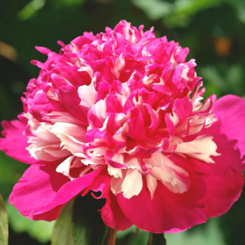 Пион Celebrity (Селебрити) Пион Celebrity (Селебрити)